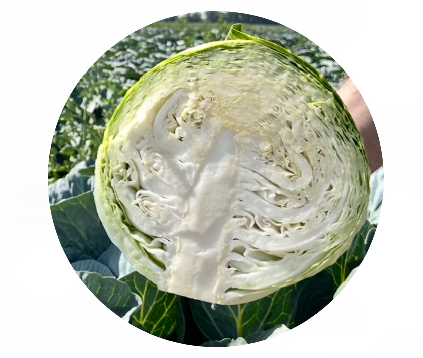 Легента F1 (2500 семян)