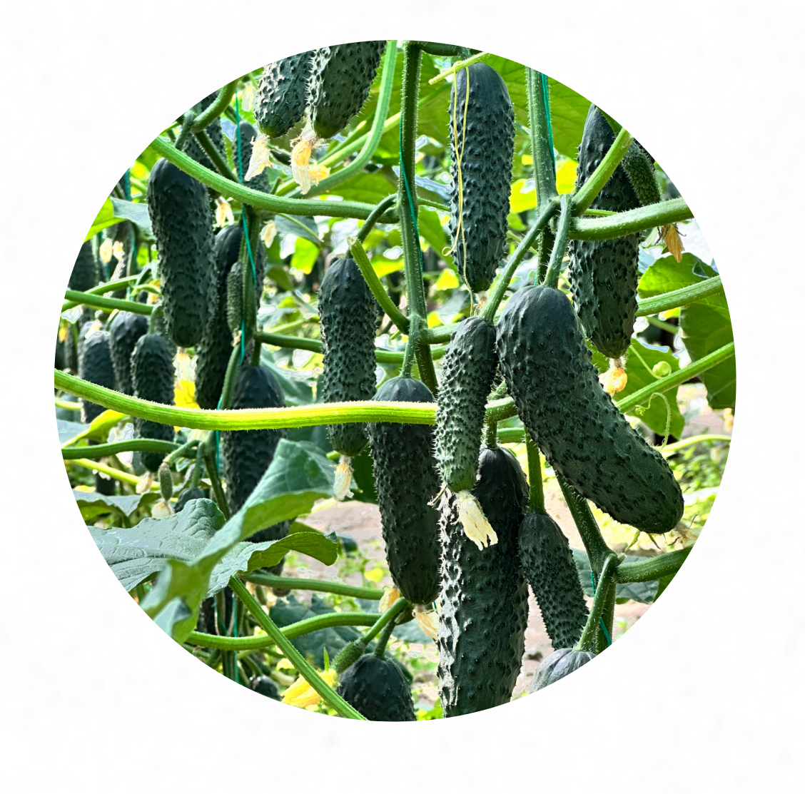 Корвин F1 (1000 семян)